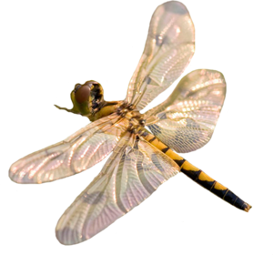 Dragonfly PNG-26260